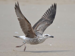 A juvenile kelp gull is taking off, Namibia
