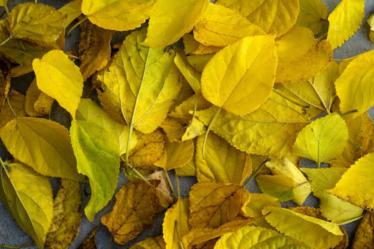 Textura de um monte de folhas secas e amareladas cobrindo o chão no quintal.
