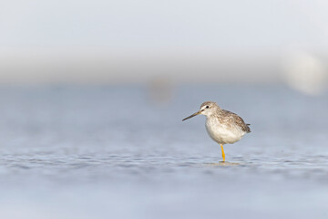 Greater yellowlegs (Tringa melanoleuca) resting and foraging at the mudflats of Texas South Padre Island.