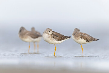 Greater yellowlegs (Tringa melanoleuca) resting and foraging at the mudflats of Texas South Padre Island.