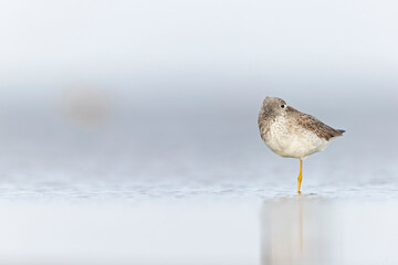 Greater yellowlegs (Tringa melanoleuca) resting and foraging at the mudflats of Texas South Padre Island.