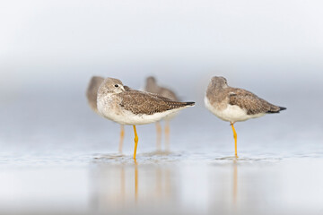 Greater yellowlegs (Tringa melanoleuca) resting and foraging at the mudflats of Texas South Padre Island.