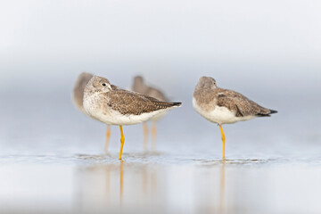Greater yellowlegs (Tringa melanoleuca) resting and foraging at the mudflats of Texas South Padre Island.