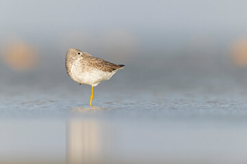 Greater yellowlegs (Tringa melanoleuca) resting and foraging at the mudflats of Texas South Padre Island.