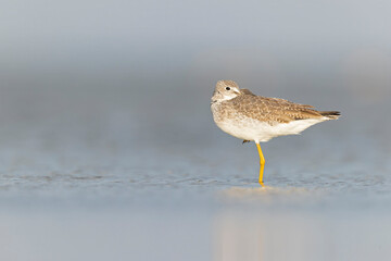 Greater yellowlegs (Tringa melanoleuca) resting and foraging at the mudflats of Texas South Padre Island.