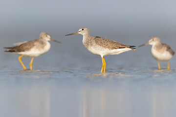 Greater yellowlegs (Tringa melanoleuca) resting and foraging at the mudflats of Texas South Padre Island.