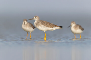 Greater yellowlegs (Tringa melanoleuca) resting and foraging at the mudflats of Texas South Padre Island.