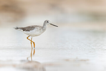 Greater yellowlegs (Tringa melanoleuca) resting and foraging at the mudflats of Texas South Padre Island.