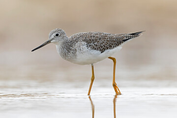 Greater yellowlegs (Tringa melanoleuca) resting and foraging at the mudflats of Texas South Padre Island.