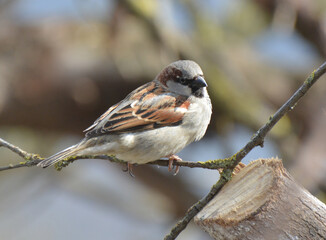Sparrows (Passer) are sitting on a branch