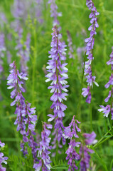 In the wild, thin-leaved peas (Vicia tenuifolia) blooms