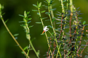 close-up of a garden flower Vaccinium macrocarpon in the garden