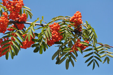Berries ripen on a branch of rowan (Sorbus aucuparia) - obrazy, fototapety, plakaty