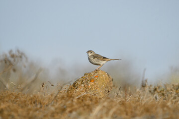 Berthelot's pipit in Lanzarote