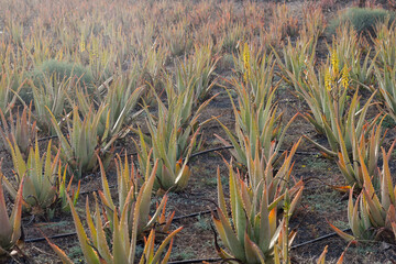 Fototapeta premium Aloe vera cultivation in volcanic lands in Lanzarote