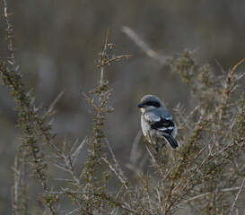 southern gray shrike in Lanzarote