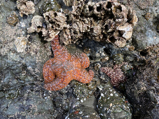 Orange and purple starfish in an Oregon tide pool