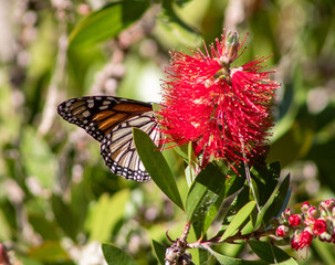 Monarch Butterfly Pacific Grove