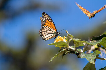 Monarch Butterfly Pacific Grove