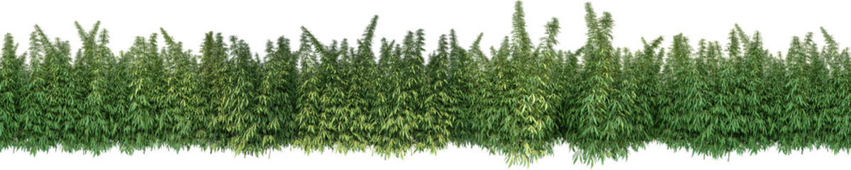 marijuhana plantation plants hq arch viz cutout