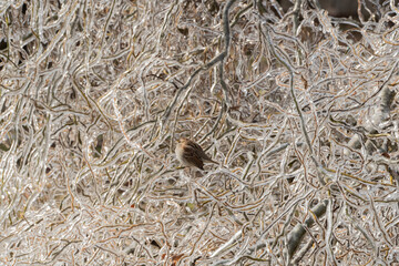 House Finch on the Frozen Branch