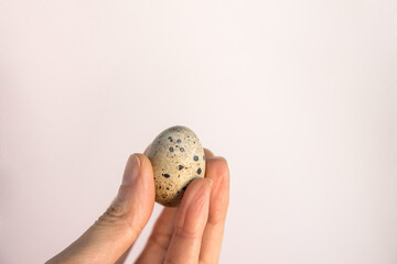 Closeup of person's hand holding a small quail egg isolated on white background. Fragility and protection concept. Copy space.