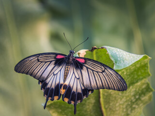 great yellow mormon