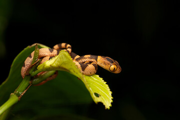 Blunt-headed vine snake (Imantodes cenchoa), Orellana, Ecuador