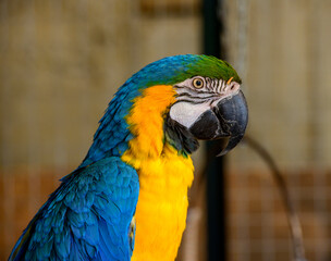 yellow-blue parrot close-up. portrait of a yellow-blue parrot