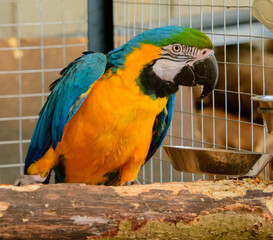 yellow-blue parrot close-up. portrait of a yellow-blue parrot