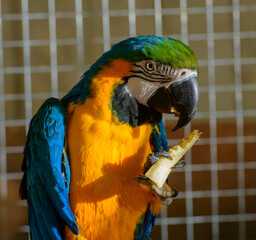 yellow-blue parrot close-up. portrait of a yellow-blue parrot