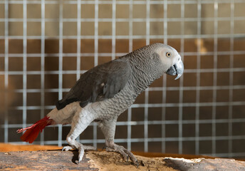 gray parrot.portrait of a gray parrot