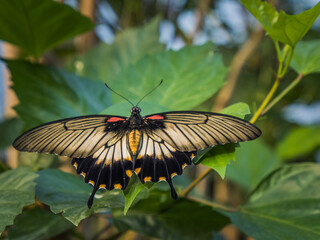 butterfly on a flower, great yellow mormon