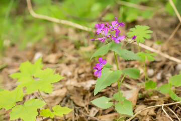 Lunaria, honesty, dollar plant, money-in-both-pockets, money plant, moneywort, moonwort, and silver dollar a flower with translucent fruits in the form of coins. Pink perennial flower. 