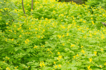 Chelidonium majus, nipplewort, swallowwort or tetterwort yellow flowers