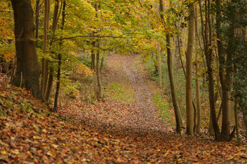 Footpath seen in woodland with leaf fall.