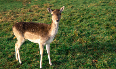 Naklejka na ściany i meble red deer grazing on the meadow in park