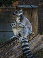 Obraz premium ring lemur catta