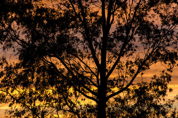silhouette of a tree silhouetted against a sunset sky with warm colors