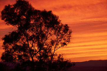 silhouette of a tree to the right against an orange sky at sunset