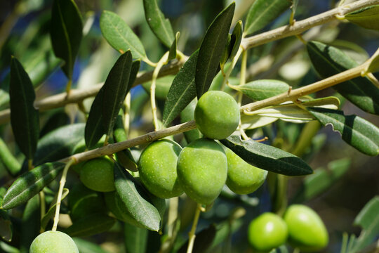 Fruits of the Mediterranean olive variety
