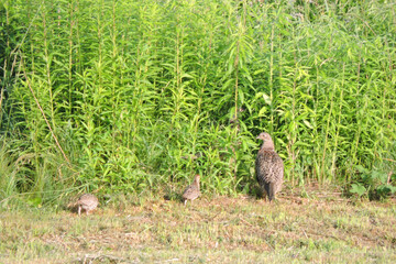 A portrait of a brown female pheasant and two chicks walking through the meadow in the sunlight
