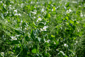 pea plants during flowering with white petals, an agricultural field where green peas grow