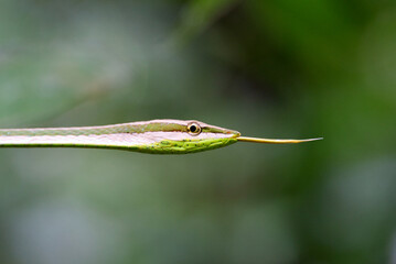 Vine Snake (Xenoxybelis argenteus), Orellana, Ecuador