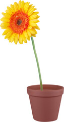 Yellow Gerbera Daisy in a Pot