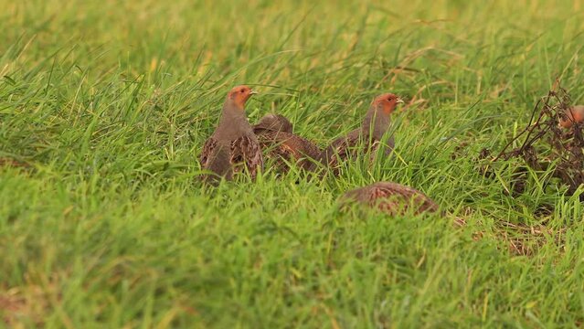 A group of grey partridge (Perdix perdix) sitting in a meadow