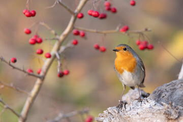 The European robin (Erithacus rubecula) in the autumn.