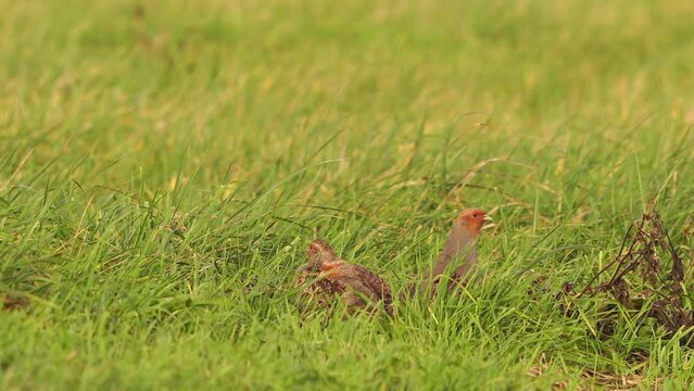 A group of female grey partridges (Perdix perdix) polishing their feathers