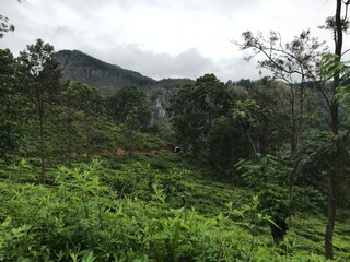 tea plantations in sri lanka