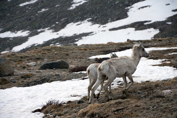Naklejka premium Young Bighorn At Mount Evans